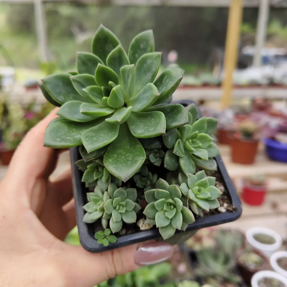 Echeveria Ron Evans 1