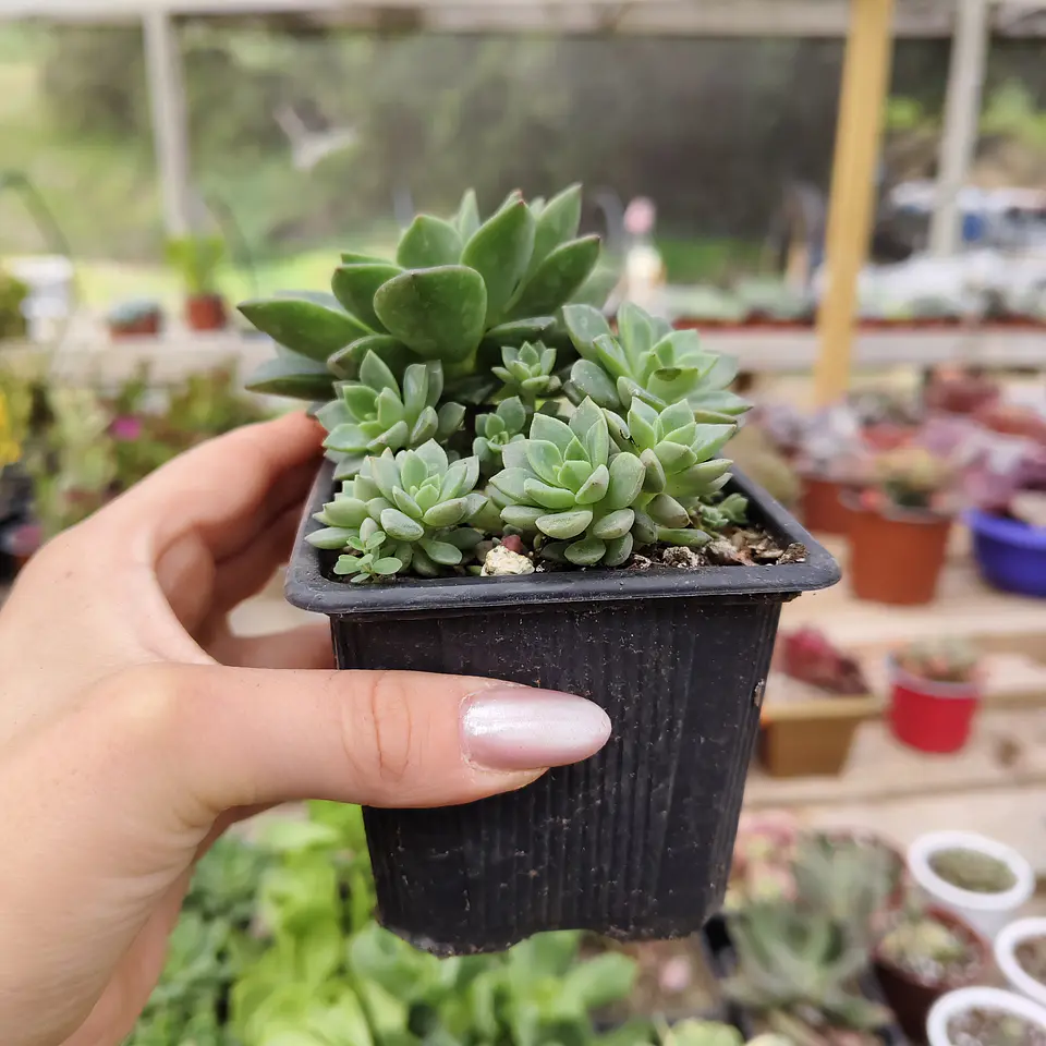 Echeveria Ron Evans 2