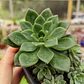 Echeveria Ron Evans - Miniatura 3