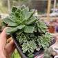 Echeveria Ron Evans - Miniatura 4