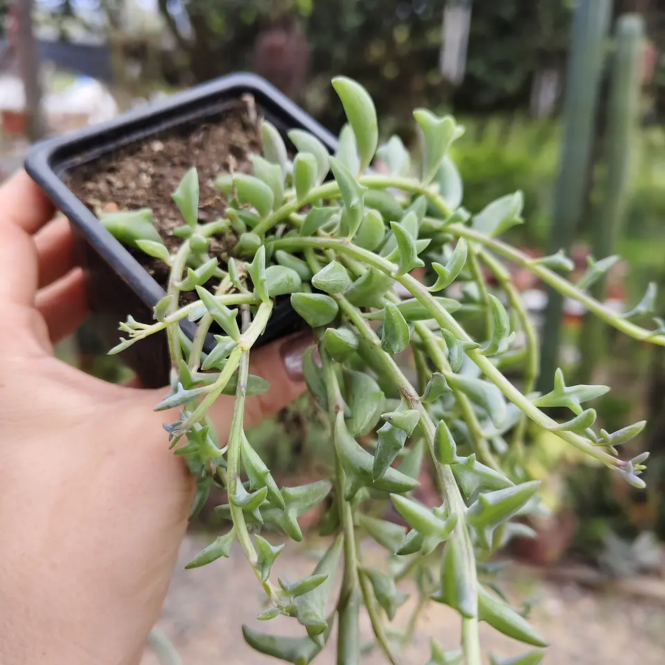 Senecio Peregrinus 