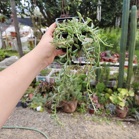 Senecio Peregrinus "Senecio Delfín"