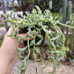 Senecio Peregrinus 