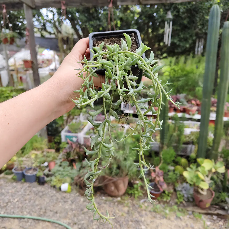 Senecio Peregrinus 