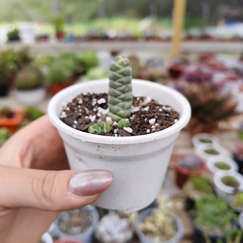 Crassula Barklyi 