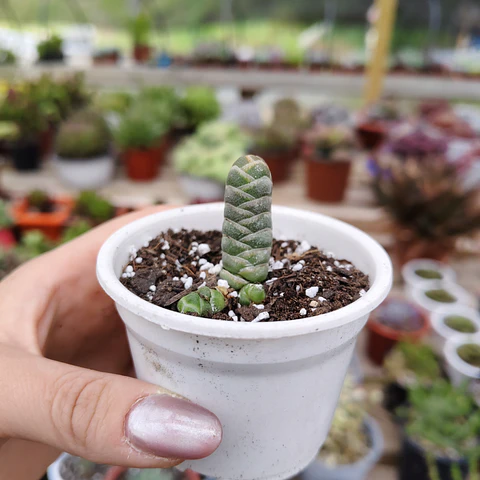 Crassula Barklyi 