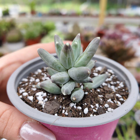 Pachyphytum compactum (Hoja delgada)