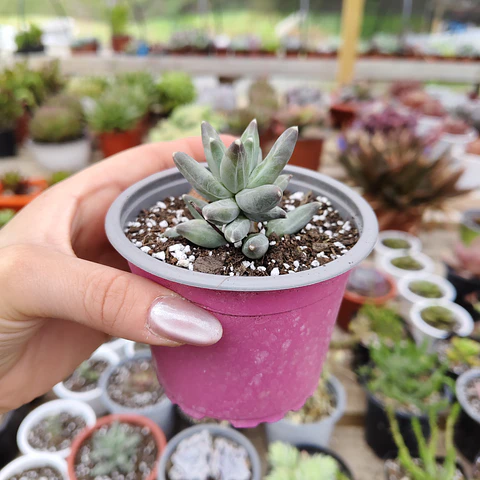 Pachyphytum compactum (Hoja delgada)