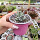 Pachyphytum compactum (Hoja delgada) - Miniatura 2