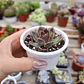 Echeveria Pushke - Coreana - Miniatura 1