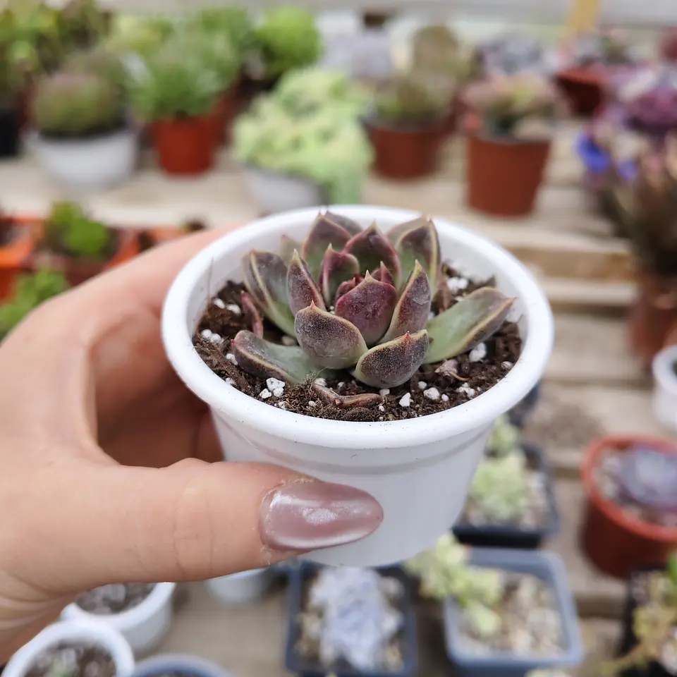 Echeveria Pushke - Coreana 1