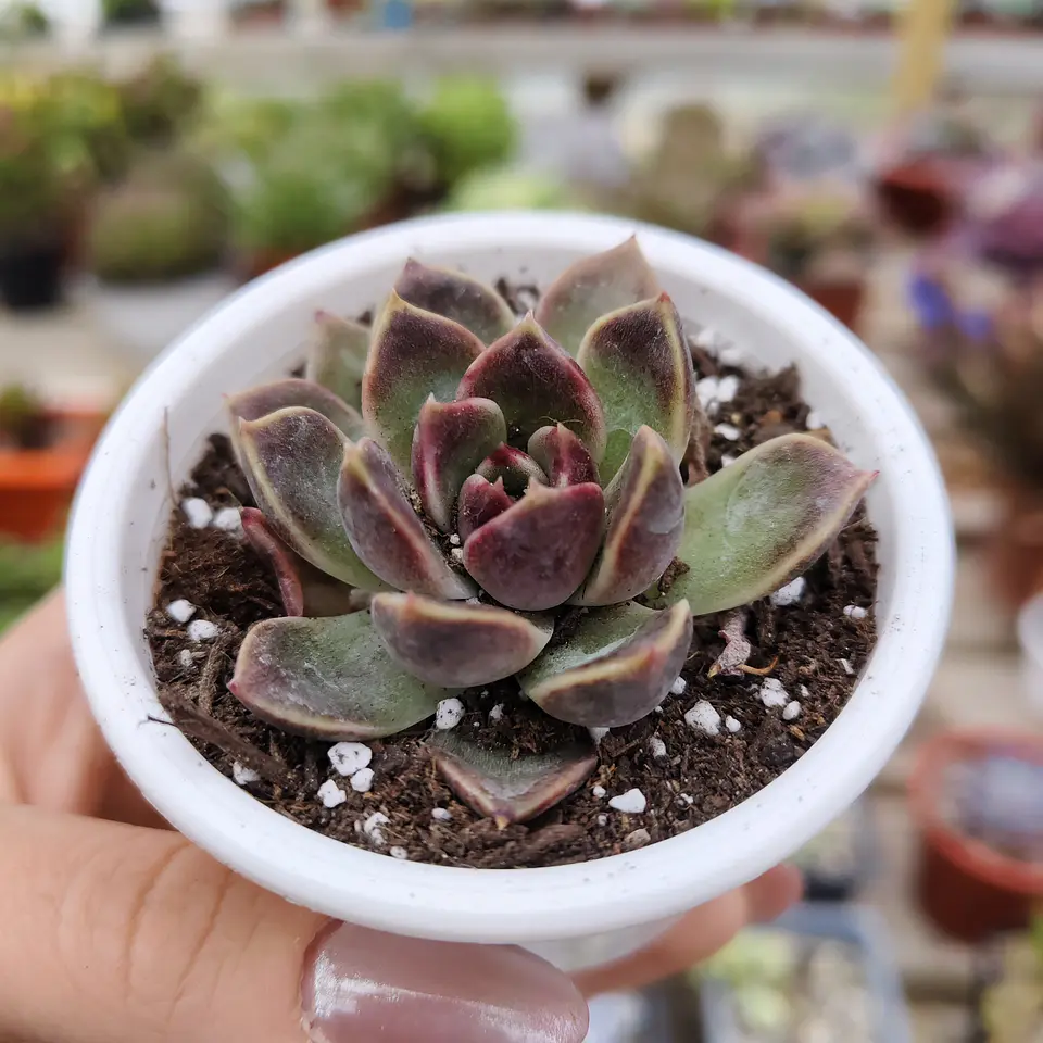Echeveria Pushke - Coreana 2