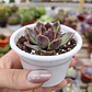 Echeveria Pushke - Coreana - Miniatura 3