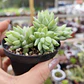 Sedeveria Harry Butterfield - Miniatura 2
