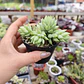 Sedeveria Harry Butterfield - Miniatura 3