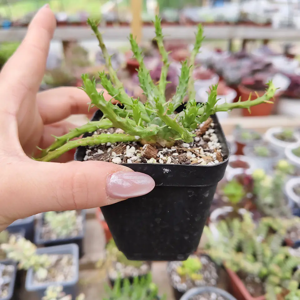 Euphorbia Medusa 1