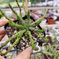 Euphorbia Medusa - Miniatura 2