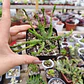 Euphorbia Medusa - Miniatura 3