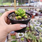 Sedum Lucidum Obesum - Miniatura 2
