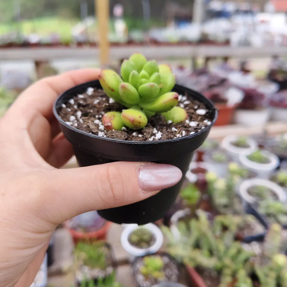 Sedum Lucidum Obesum 2