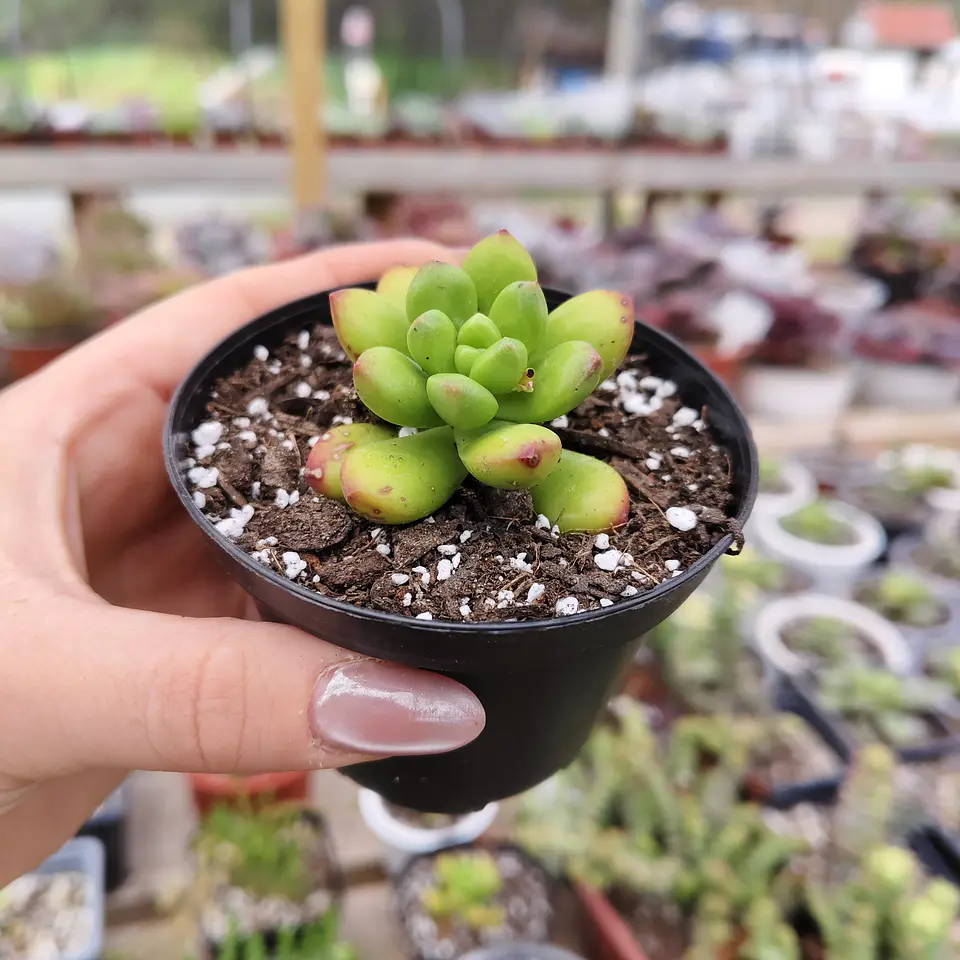 Sedum Lucidum Obesum 3