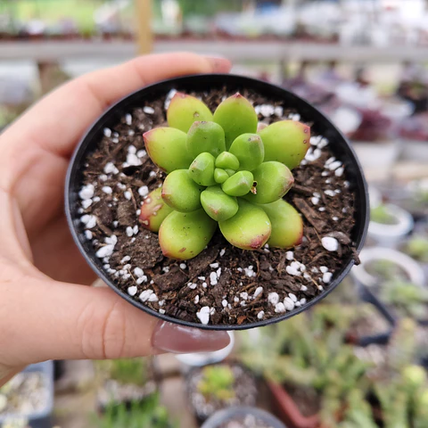 Sedum Lucidum Obesum