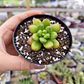 Sedum Lucidum Obesum - Miniatura 1