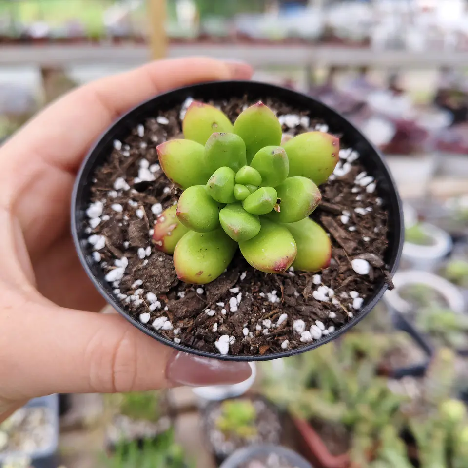 Sedum Lucidum Obesum 1