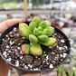 Sedum Lucidum Obesum - Miniatura 4