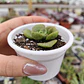 Aeonium Lilly Pad - Miniatura 4