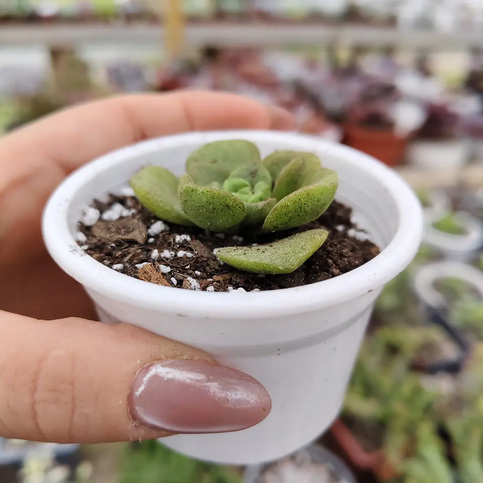 Aeonium Lilly Pad 4