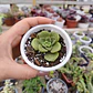 Aeonium Lilly Pad - Miniatura 5