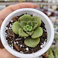 Aeonium Lilly Pad - Miniatura 6