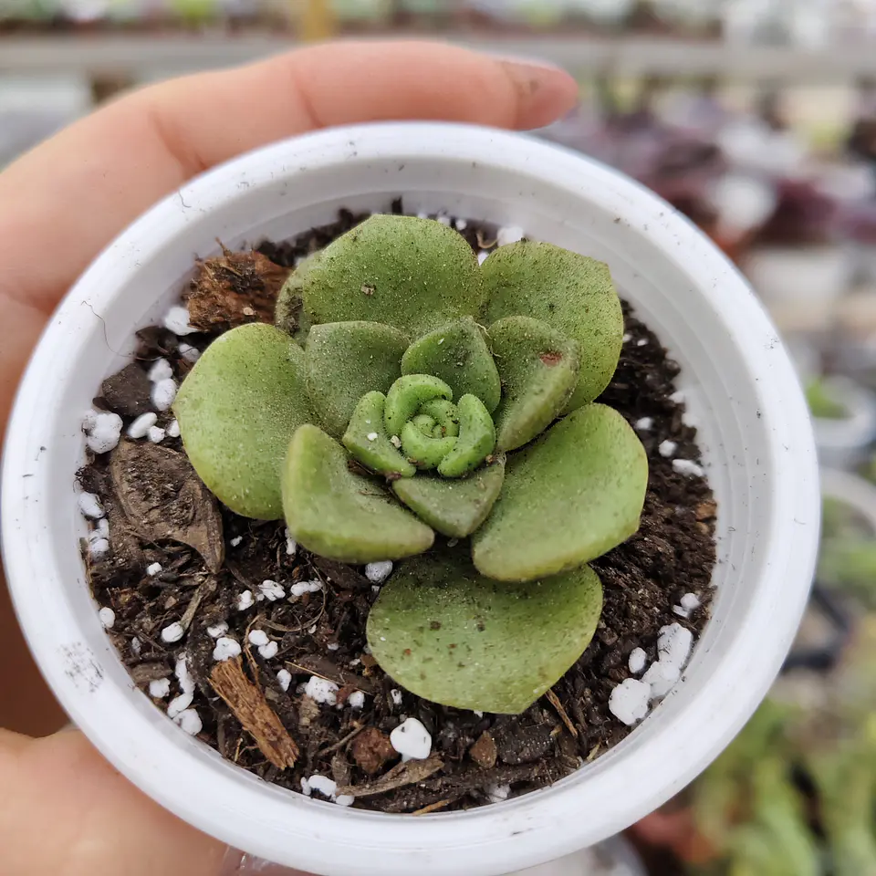Aeonium Lilly Pad 6