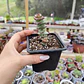 Crassula Perforata - Miniatura 1