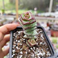 Crassula Perforata - Miniatura 2