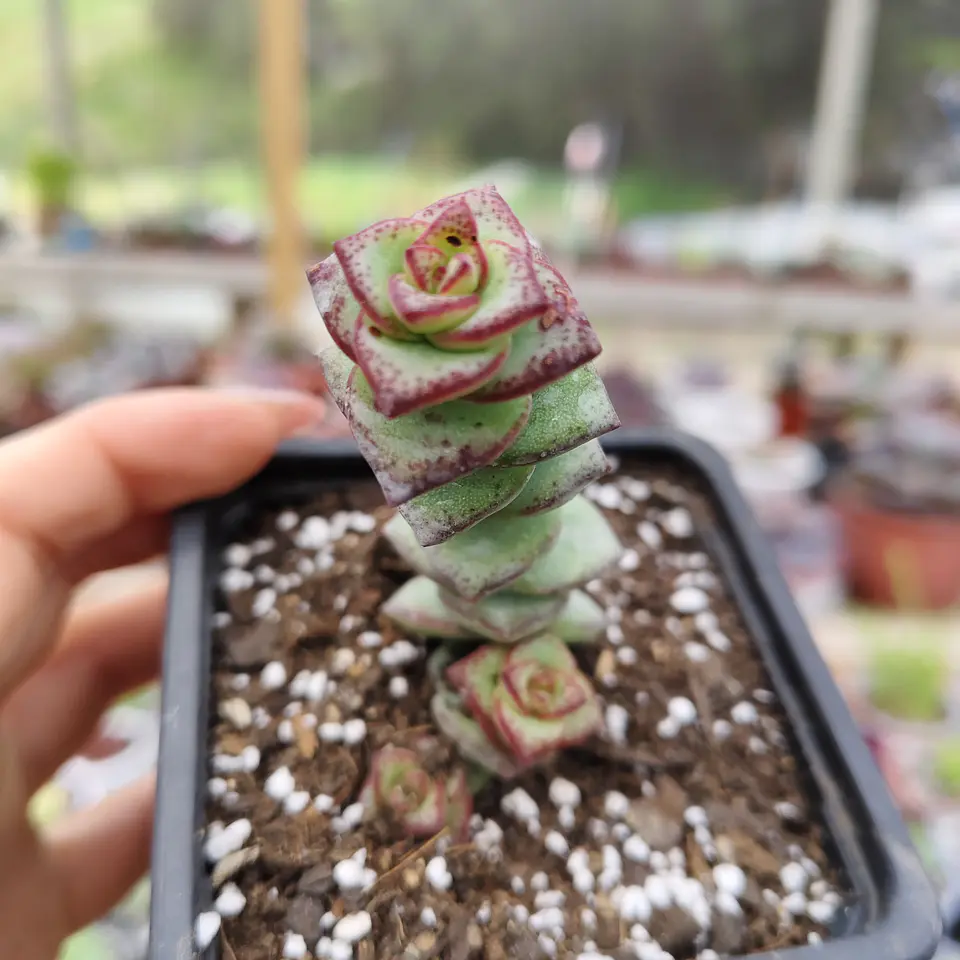 Crassula Perforata 2