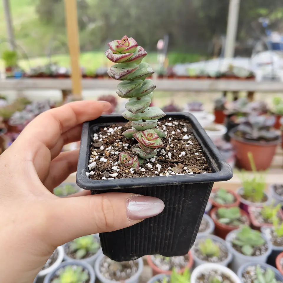 Crassula Perforata 3