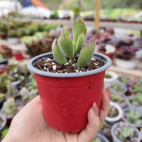 Cotyledon Tomentosa (Garrita de oso)