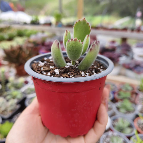 Cotyledon Tomentosa (Garrita de oso)