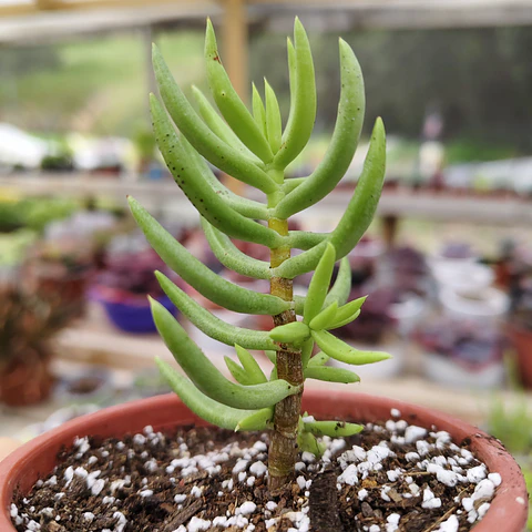 Crassula Tetragona