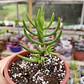 Crassula Tetragona - Miniatura 2