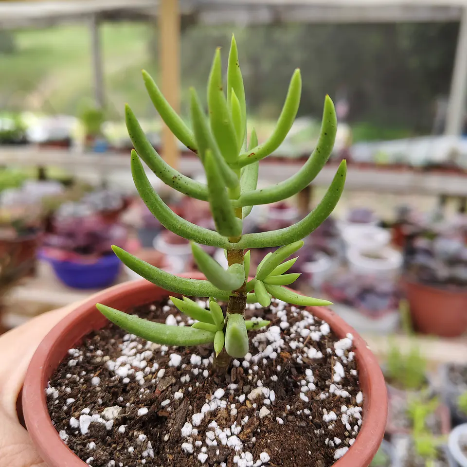 Crassula Tetragona 2