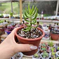 Crassula Tetragona - Miniatura 3