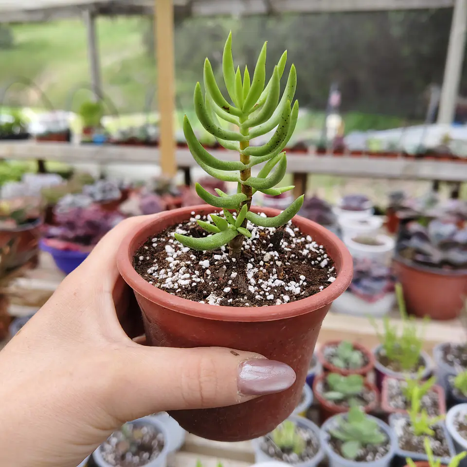 Crassula Tetragona 3