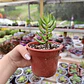 Crassula Tetragona - Miniatura 4