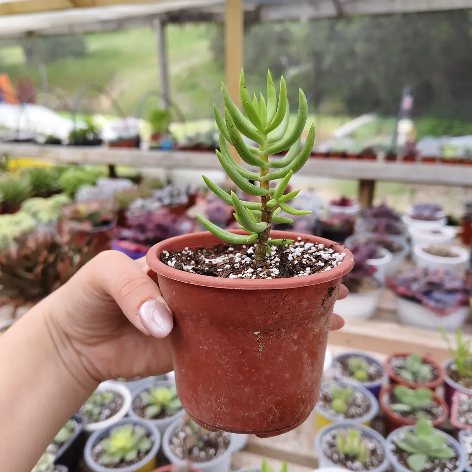 Crassula Tetragona 4