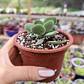 Crassula Cotyledonis - Miniatura 1
