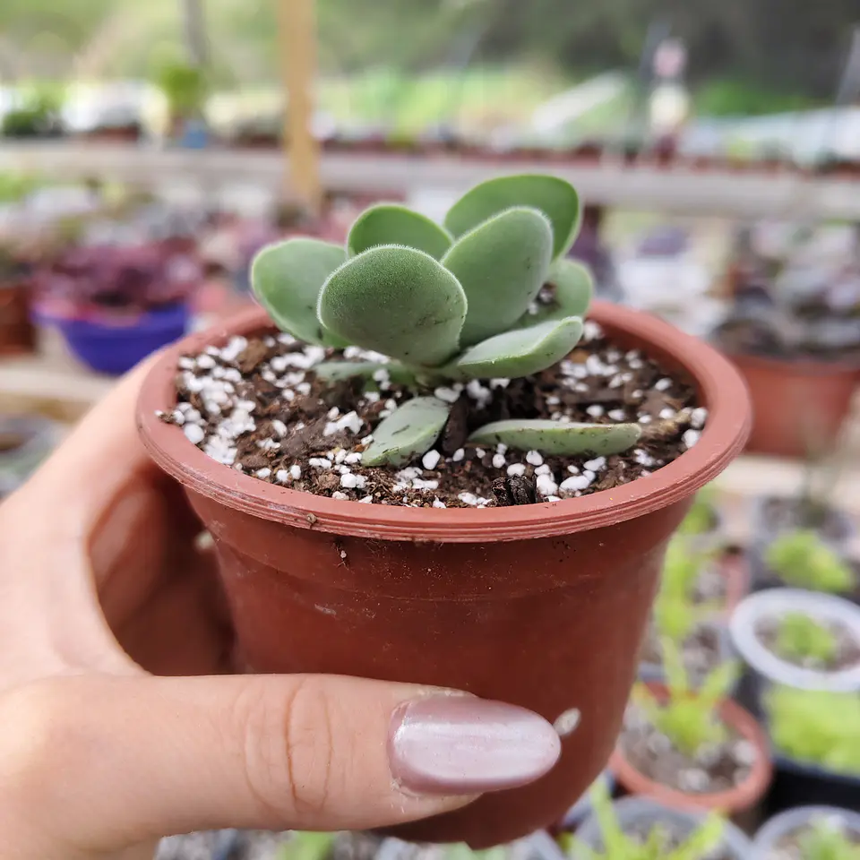 Crassula Cotyledonis 1