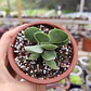 Crassula Cotyledonis - Miniatura 2